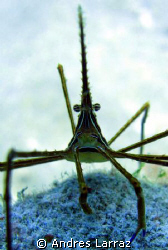 Conehead arrow crab by Andres Larraz 
